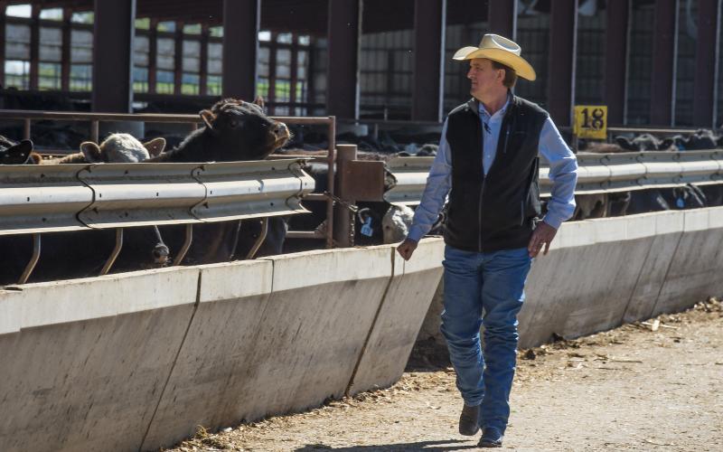 rancher observing cattle at a feedbunk