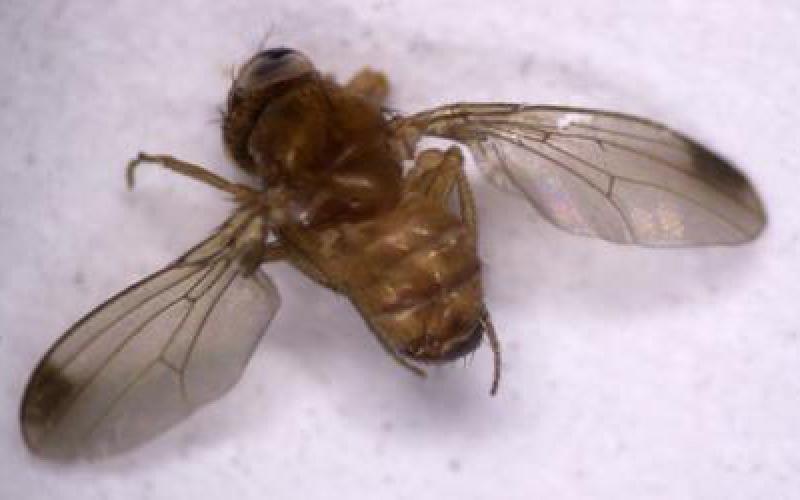 spotted wing fruit fly male