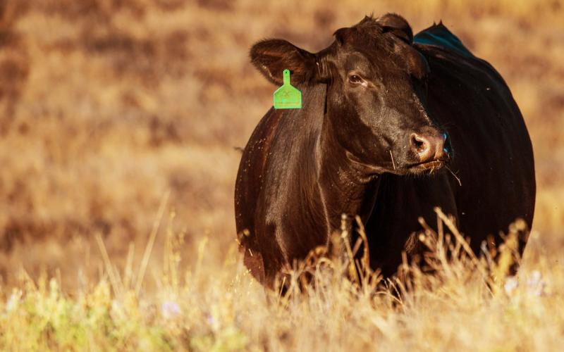 black angus cow at pasture