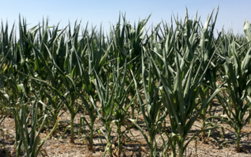corn showing symptoms of drought stress