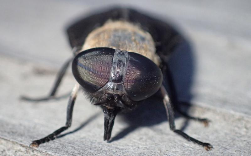 grey to brown fly with large eyes and elongated mouthparts