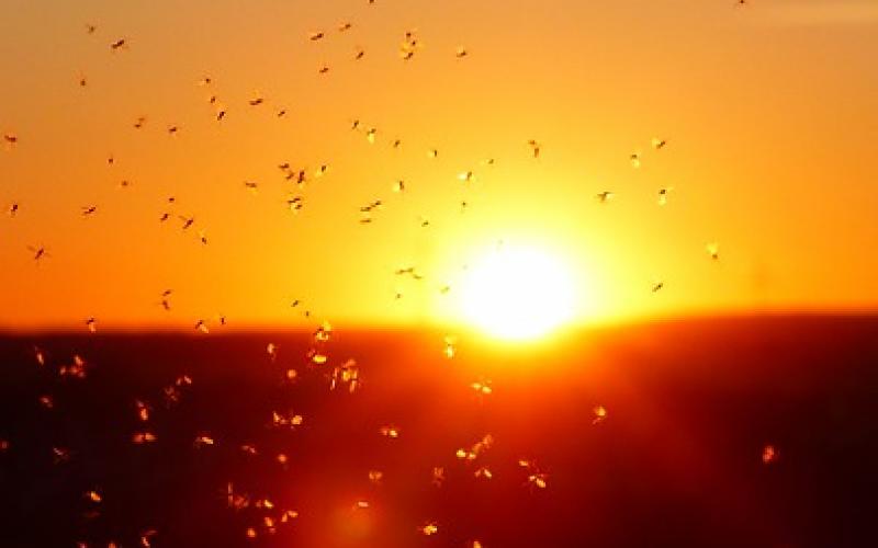Flock of mosquitoes in front of sunset.