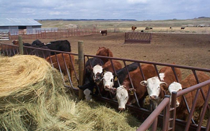 small group of cattle at hay feeder