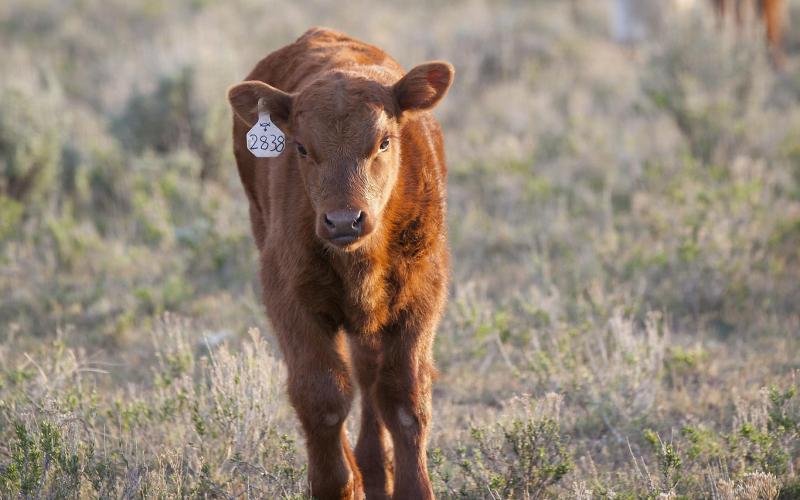 Calf grazing in pasture.