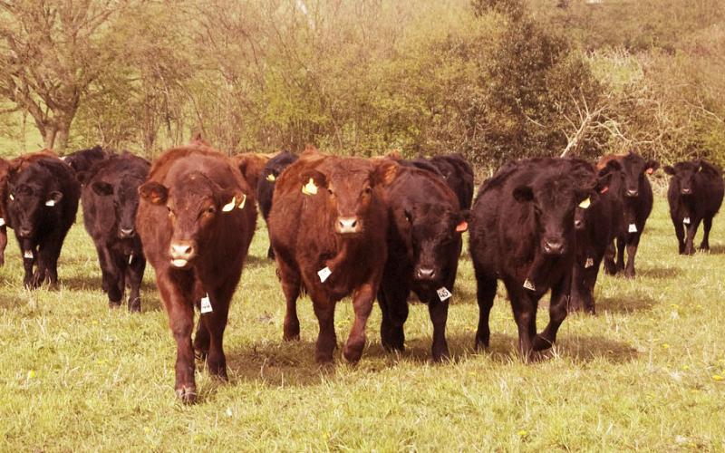 small group of heifers at pasture