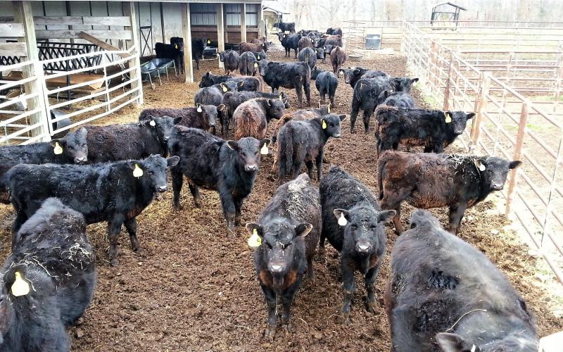 small herd of black angus calves in pen
