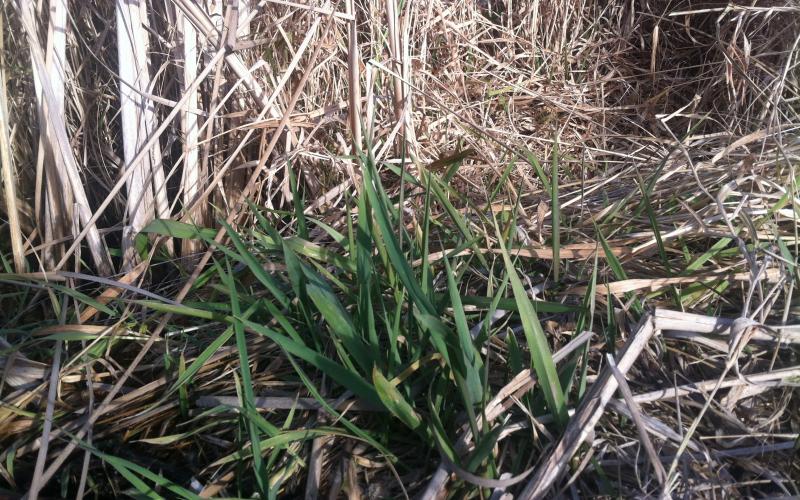 patch of reed canary grass in pasture
