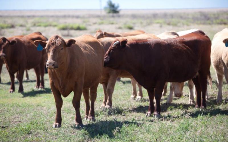 small group of cattle grazing in dry pasture
