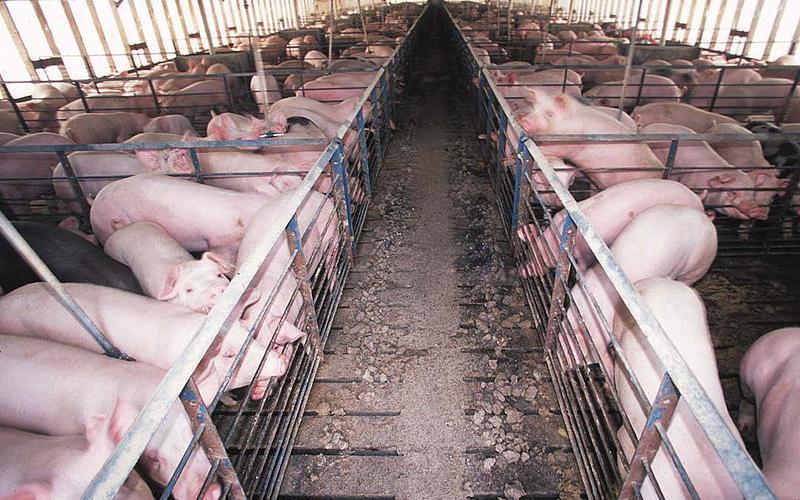 Inside a swine barn.