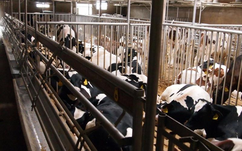 Dairy cattle in a feeding facility