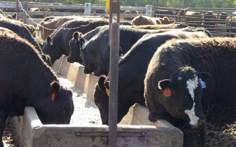 cattle feeding at a feed bunk