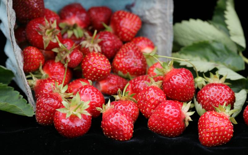 Fresh strawberries in a carton