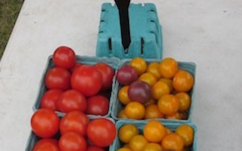 an image of red and yellow cherry tomatoes