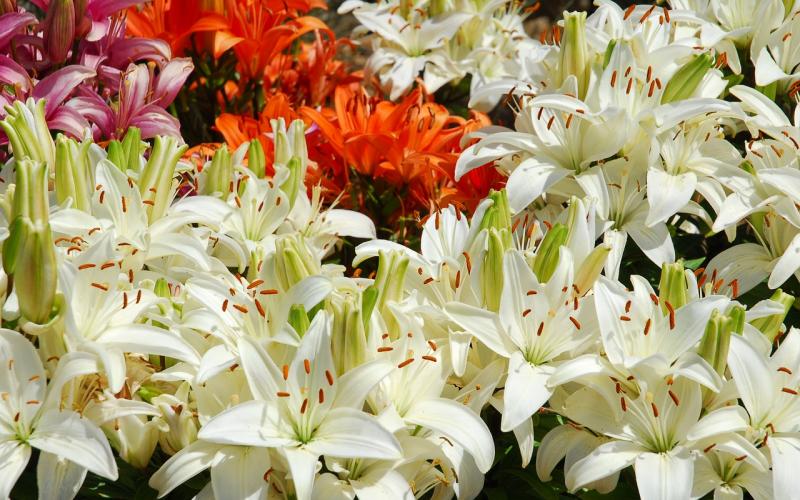 variety of lilies at garden shop