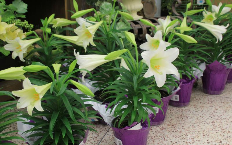 Several Easter lilies in purple pots lined up in a store