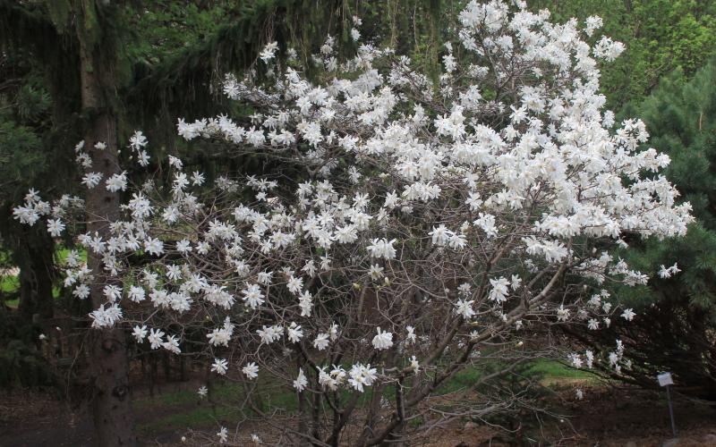 A bushy, brown to green plant with white flowers blooming throughout