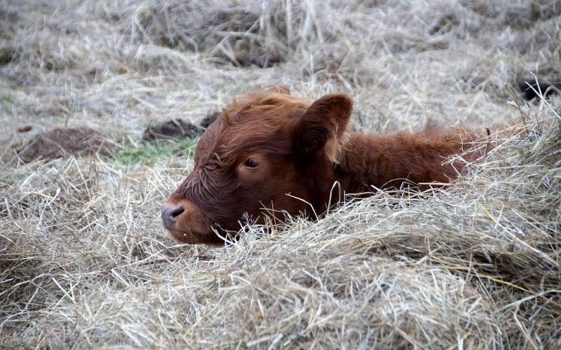 young calf resting in pasture