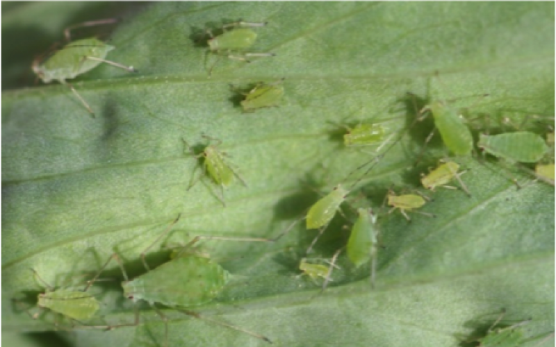 Several small green insects on a plant leaf.