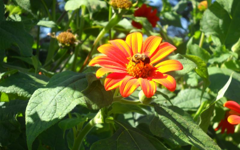 an image of a yellow and orange flower
