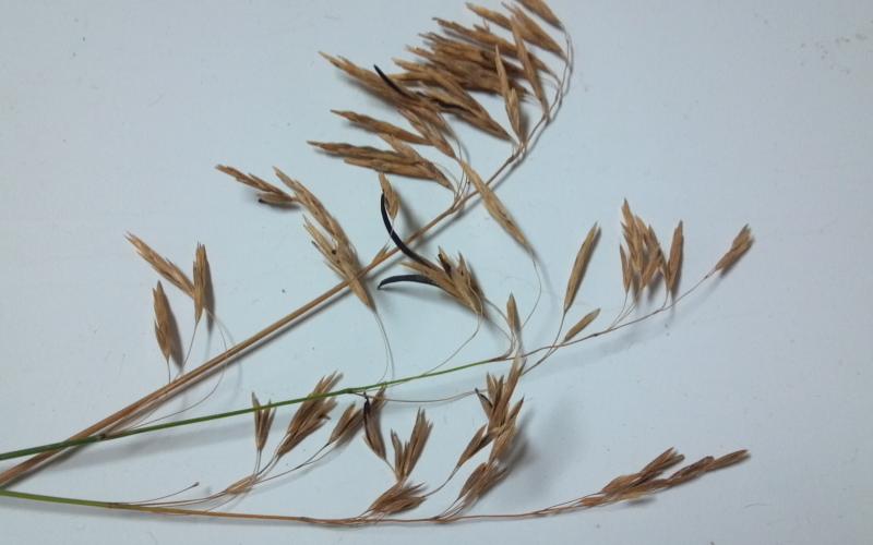 blades of brome grass with a brown to black, thumbnail-shaped growth on one of the blades.