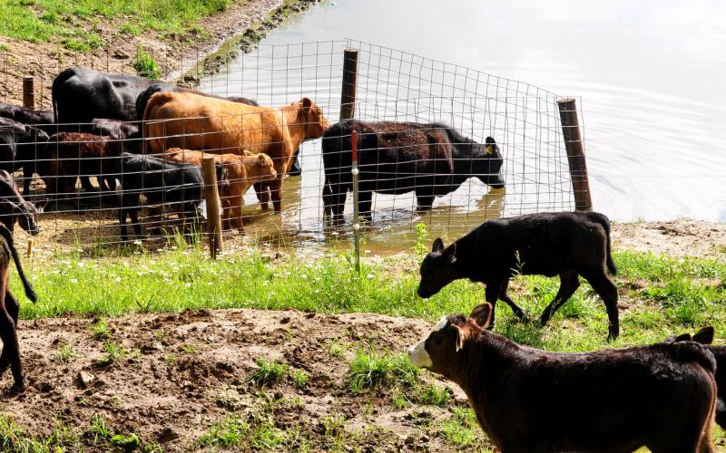 cows and calves separated by a fence