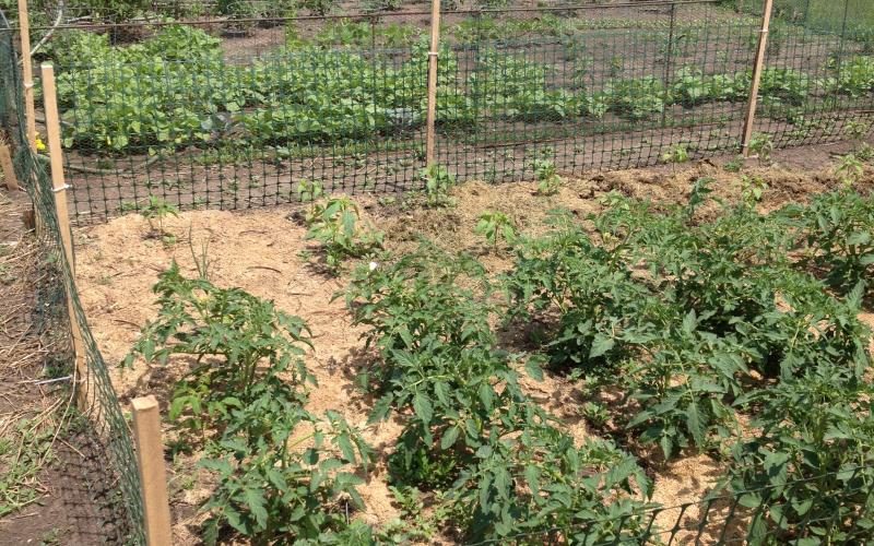 an image of a fenced in garden