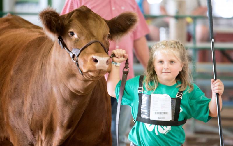 female 4-H youth showing a red cow