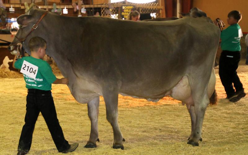 male 4-H youth showing a dairy cow