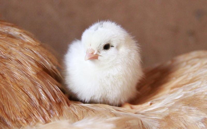 a young, white chick resting atop a mother hen