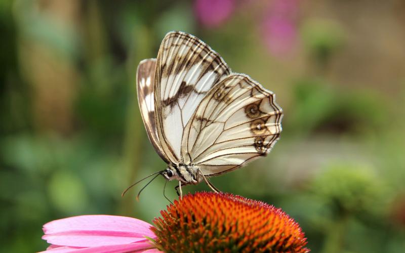 Butterfly with white and black wings resting atop a pink flower