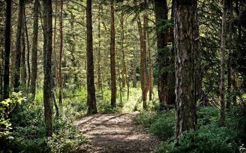 dense, wooded forest with a trail leading through it
