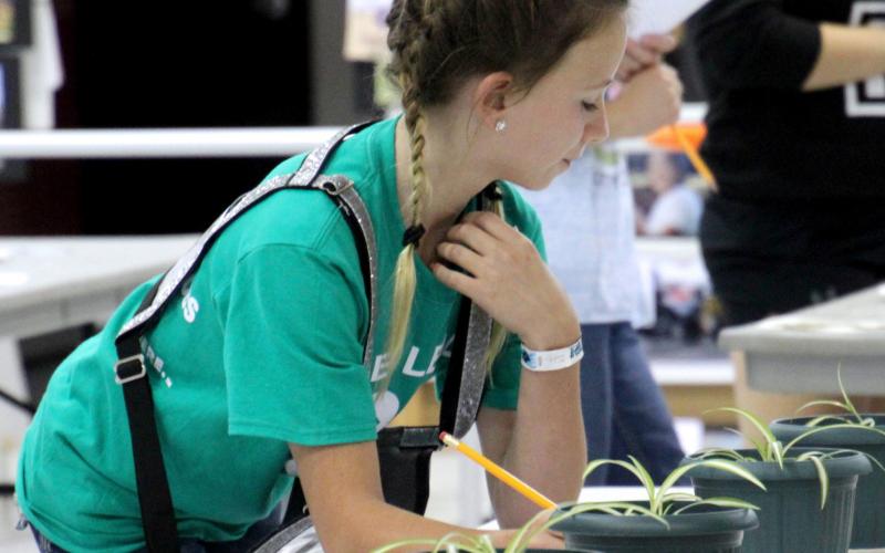 female 4-H youth inspecting a set of four potted plants on a table