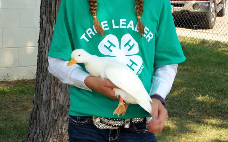 female 4-H youth holding a white duck