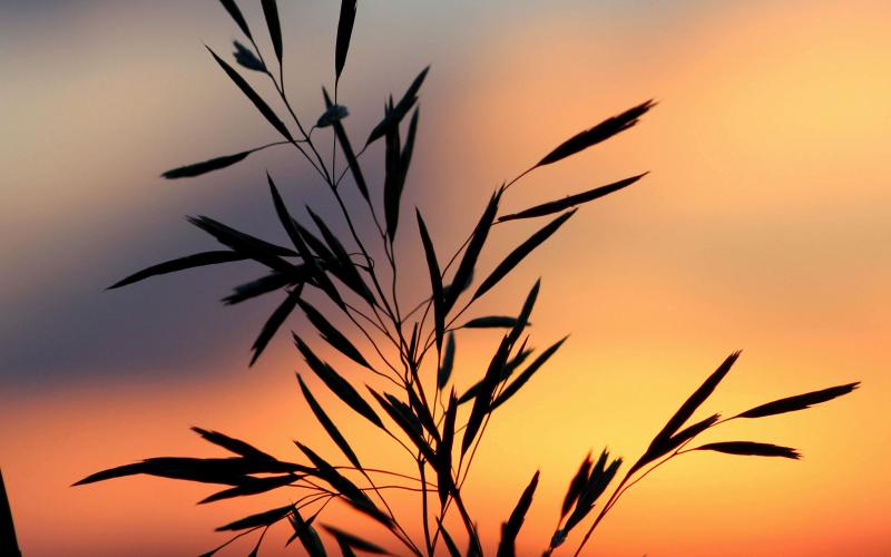 Silhouette of a plant against a blurred sunset background