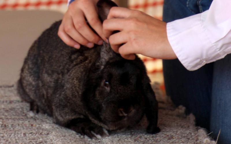 female youth presenting a black rabbit