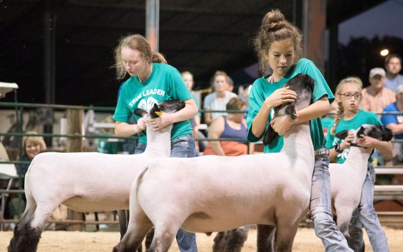 three female 4-H youth showing wool sheep