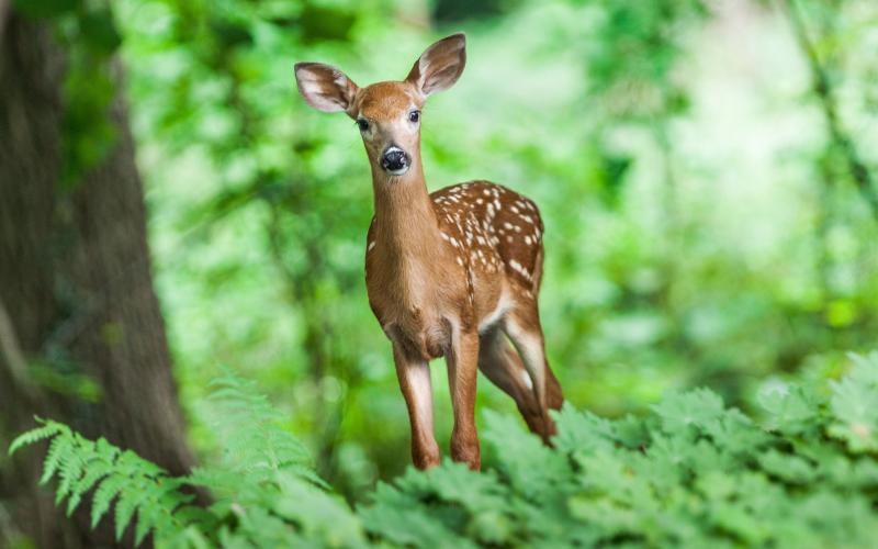 young, white-spotted deer standing in the woods
