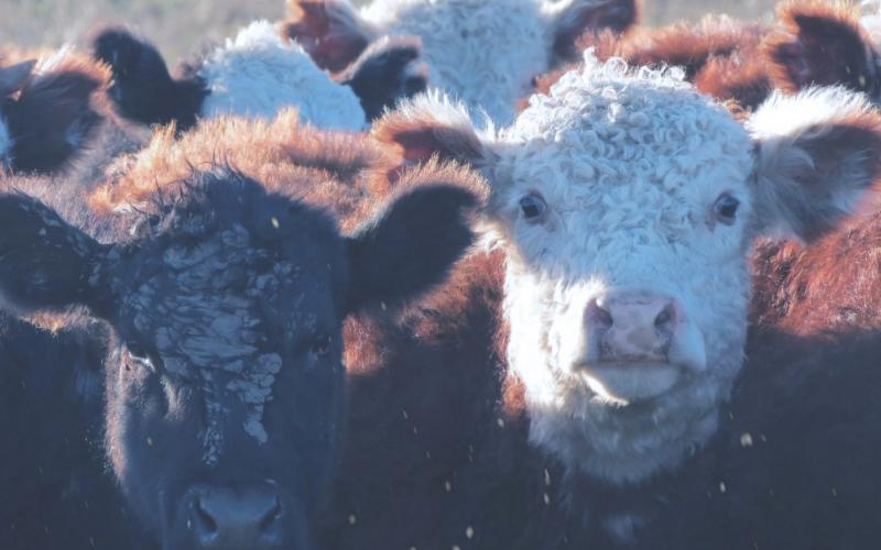 small group of mixed calves