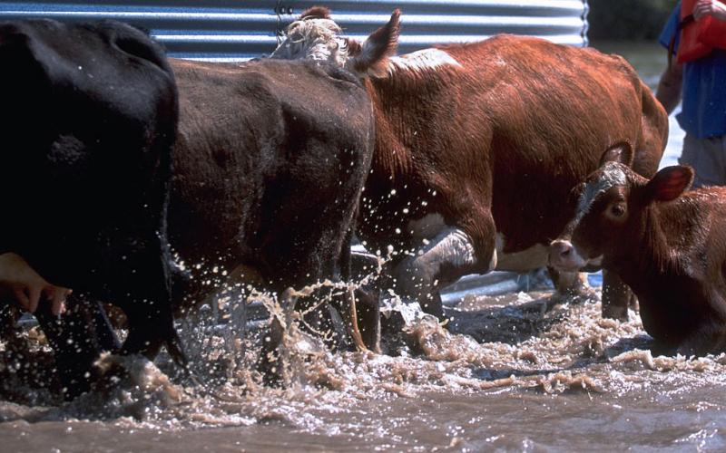 small group of cattle and a young calf being moved away from a flooded area. FEMA News Photo