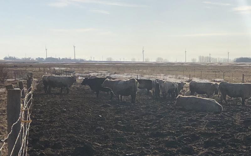 herd of cattle in a muddy pasture