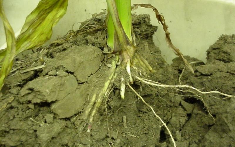 bottom part of a corn plant in soil with half of the roots exposed to show the seed trench (side-wall) compaction.