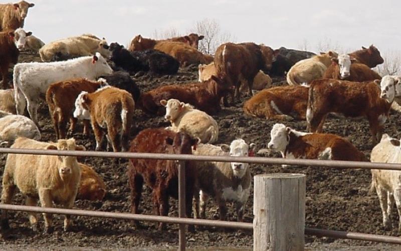 herd of mixed cattle on a muddy mound in a feedlot