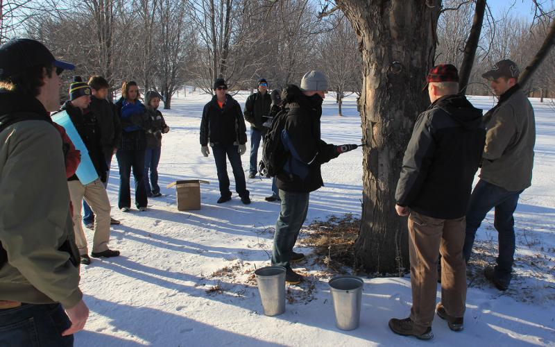 group of people gathered around a tapped silver maple tree