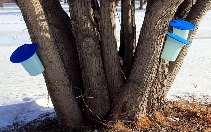 silver maple tree