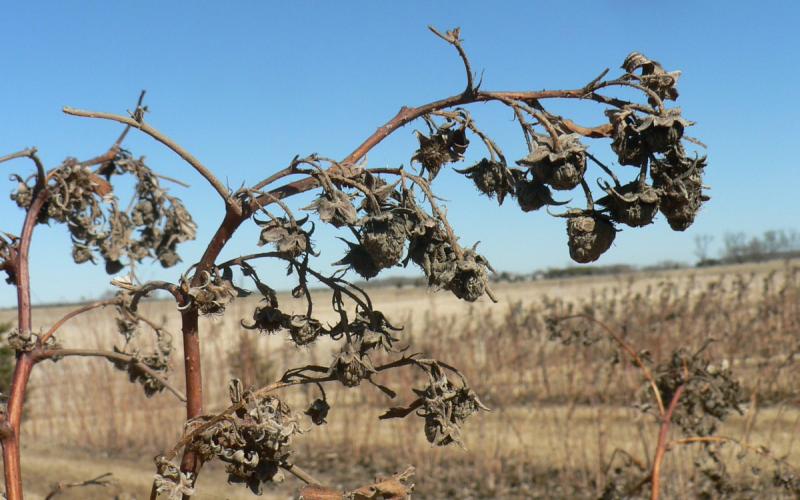 brown red respberry can with drooping flower heads.