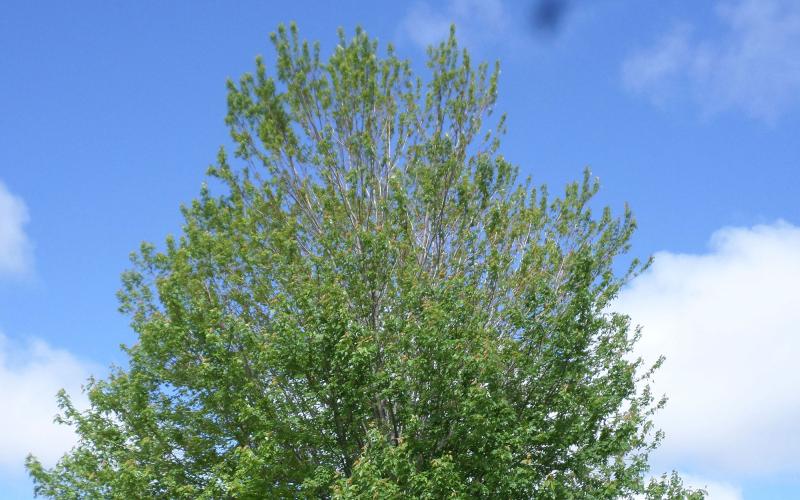 a maple tree with green leaves. the leaves are noticeably thinner near the top of the tree.