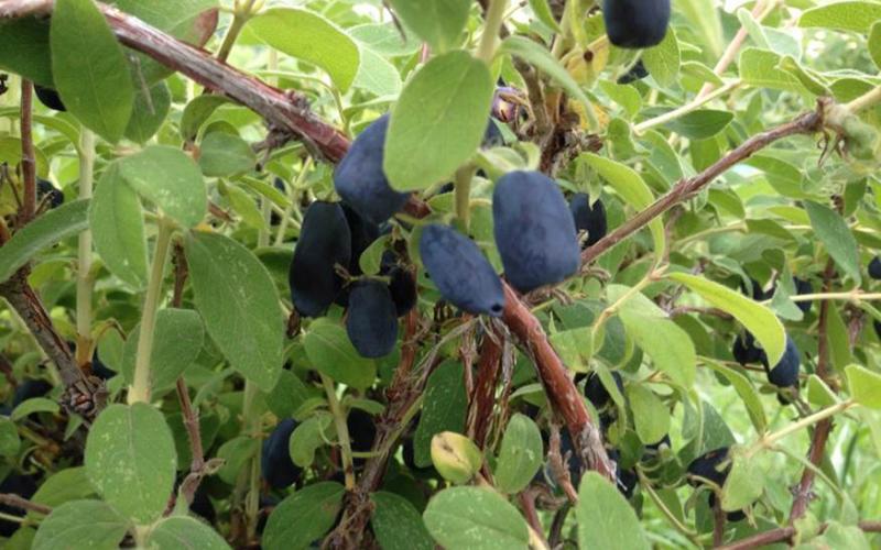 a shrub-like plant green leaves and dark purple, grape-like fruit