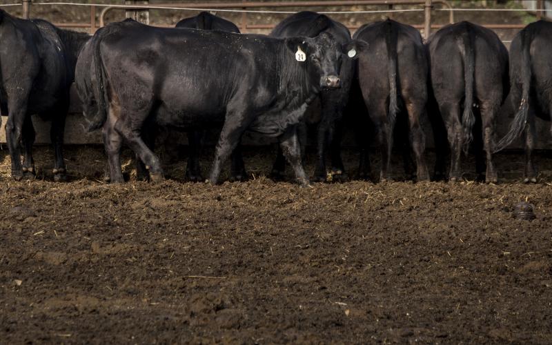 group of cattle at feedbunk