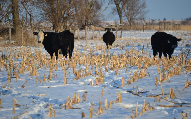 three black cattle grazing cornstalks