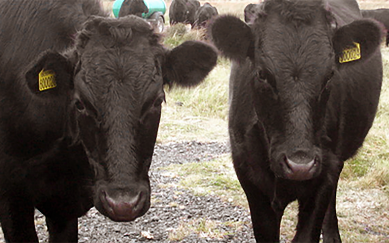a pair of black angus heifers